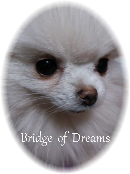 ギガちゃんばりの可愛さ 我が家の白ポメラニアン スワンです よろぴくぴく Bridge Of Dreams 夢の懸け橋